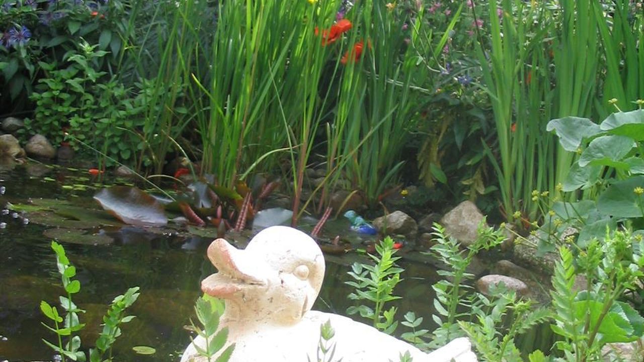 Ente am Teich Ente am Teich